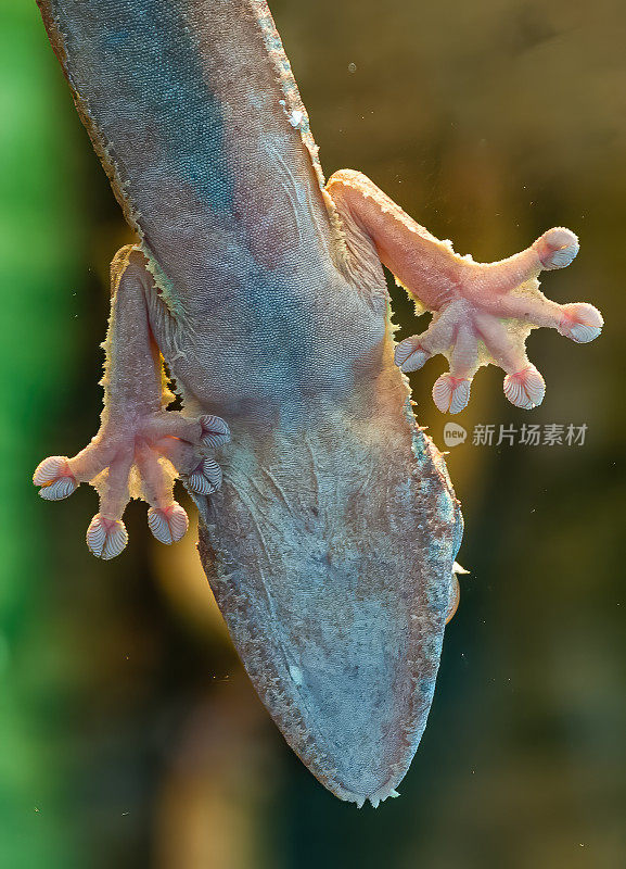 普通的平尾壁虎(Uroplatus fibriatus)是马达加斯加特有的壁虎。它被发现在马达加斯加东部和Nosy Bohara和Nosy Mangabe岛上。这些壁虎生活在热带雨林中。